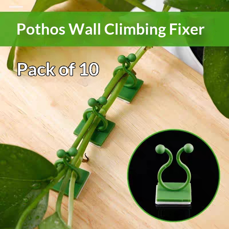 Clips autoadhesivos para fijar - Vine Climbing Plastic reseña y precio
